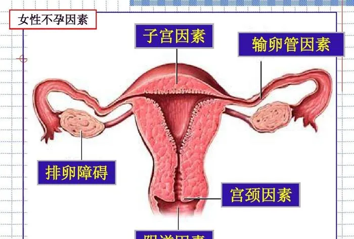 孕期营养食谱：轻松应对110天孕期饮食需求