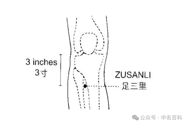 中医按摩穴位的四个有效减肥方法 抑制食欲怎么按摩 减肥按摩的手法和注意事项有哪些？