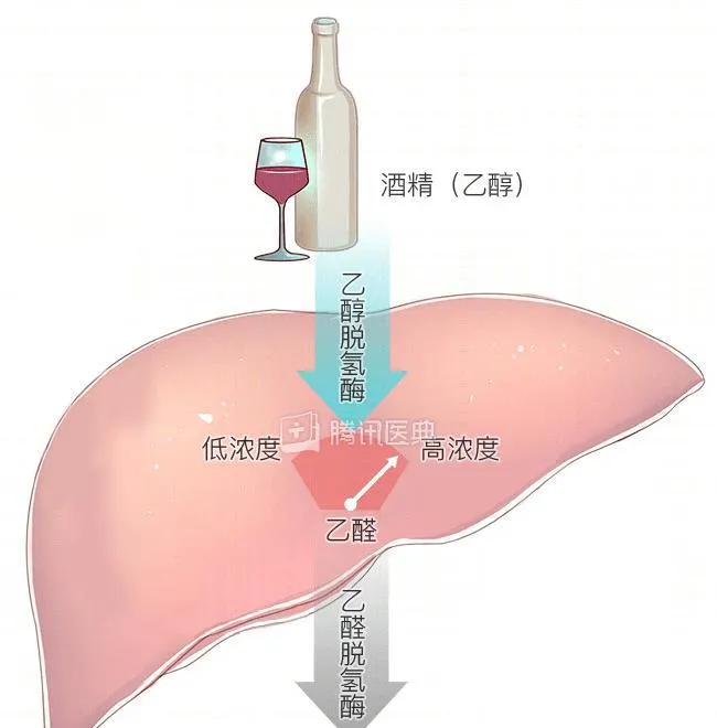 工作就是回报：预计全球将有2470 万人失业，五个主要群体面临高风险。你是其中之一吗？